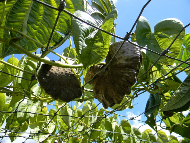 How To Grow Yams The Survival Gardener