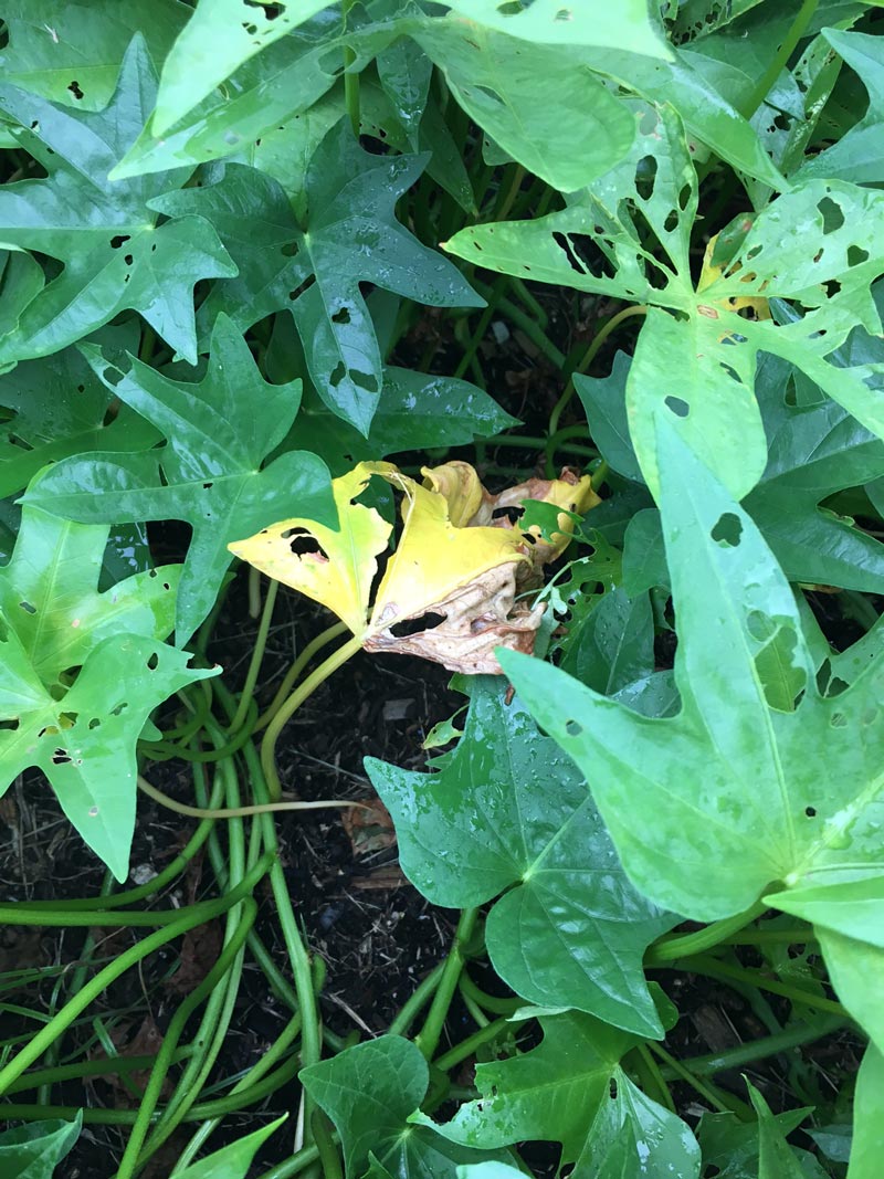 My Sweet Potatoes Are Wilting And Have Yellow Leaves The Survival 