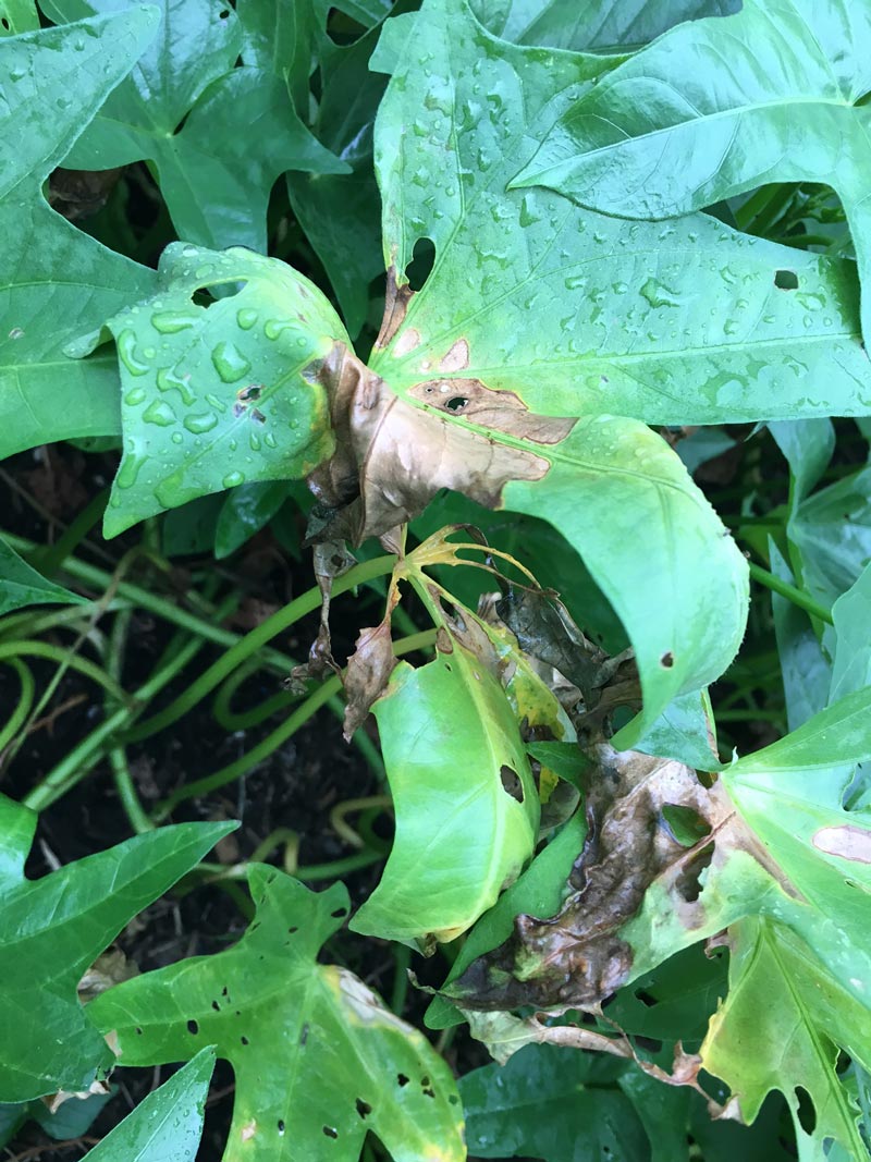 My Sweet Potatoes Are Wilting And Have Yellow Leaves The Survival 