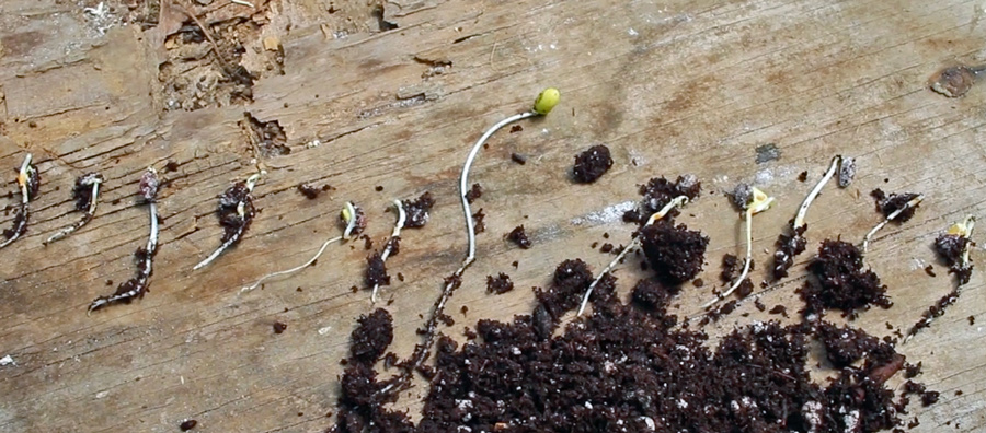 apple seeds growing