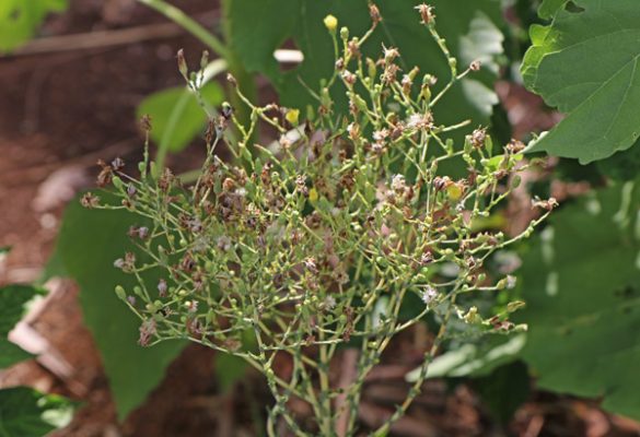 Saving Lettuce Seeds The Survival Gardener