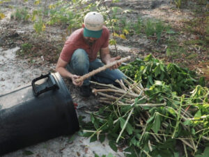 What You Need To Know About Growing Cassava Vegeplants