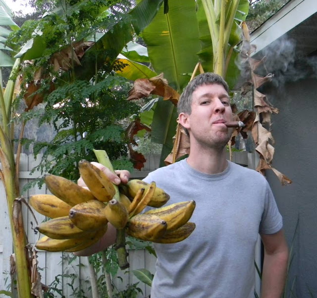 north florida bananas