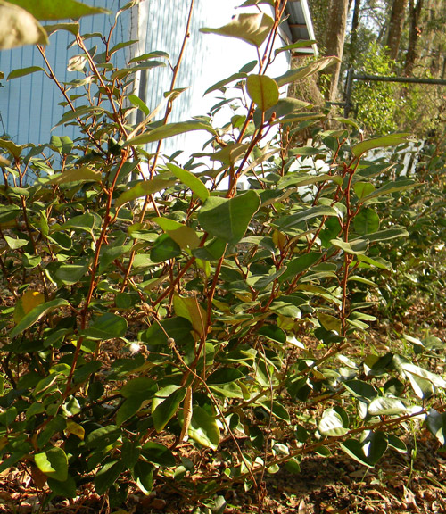silverthorn berries edible