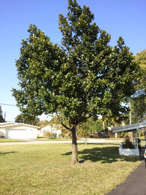 growing jackfruit in florida