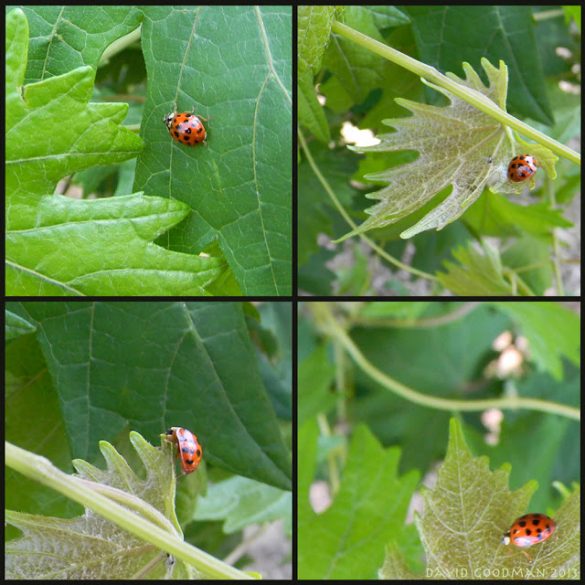 how-to-get-ladybugs-in-your-garden-the-survival-gardener