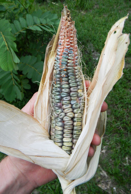 green dent corn