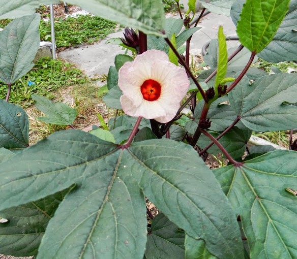 when to plant jamaican sorrel