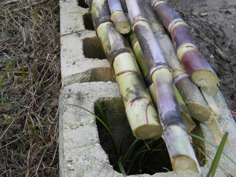 How to make cane syrup at home... without a sugar cane press! The