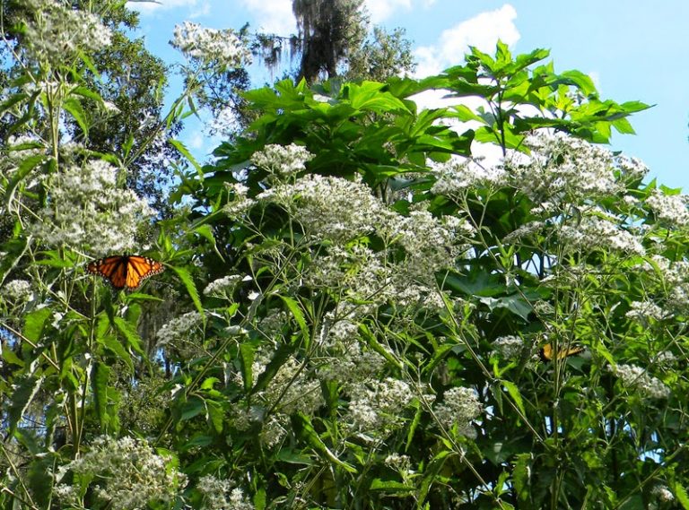 Tropical Milkweed Harmful To Monarch Butterflies? | The Survival Gardener