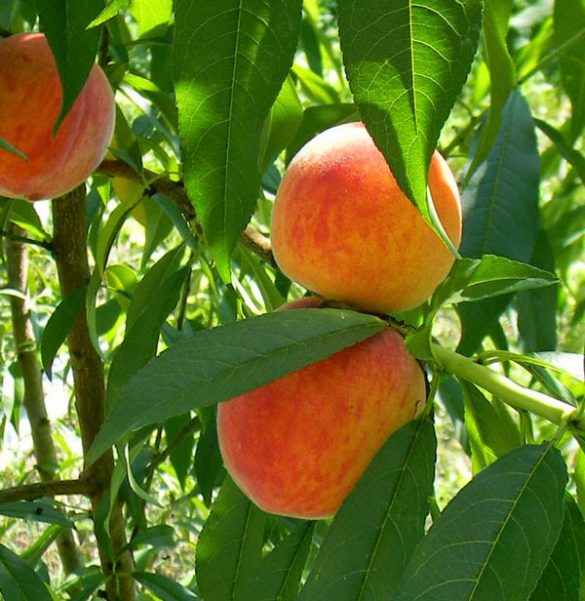 Germinating Peach Pits is Easy: Check Out These Pics | The Survival ...