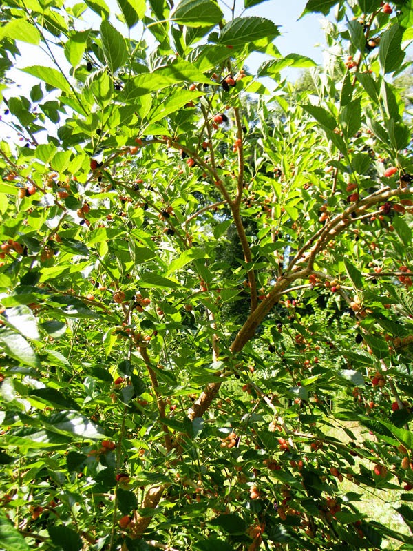 growing mulberries in florida