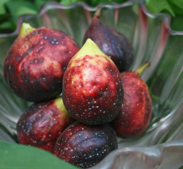 3 Totally Crazy Easy Fruit Trees for Southern Gardeners The Survival