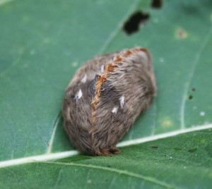 Florida's Stinging Puss Caterpillar | The Survival Gardener