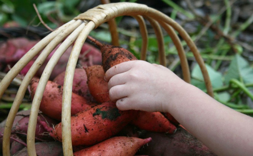 baby harvesting sweet potatoes