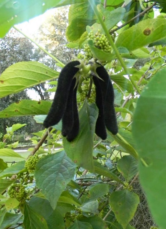 Velvet Beans A Natural Testosterone Booster The Survival Gardener