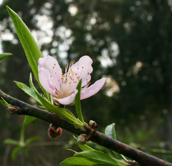 3 Totally Crazy Easy Fruit Trees for Southern Gardeners The Survival