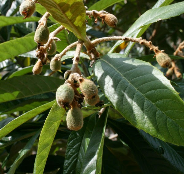loquat fruit growing on a loquat tree