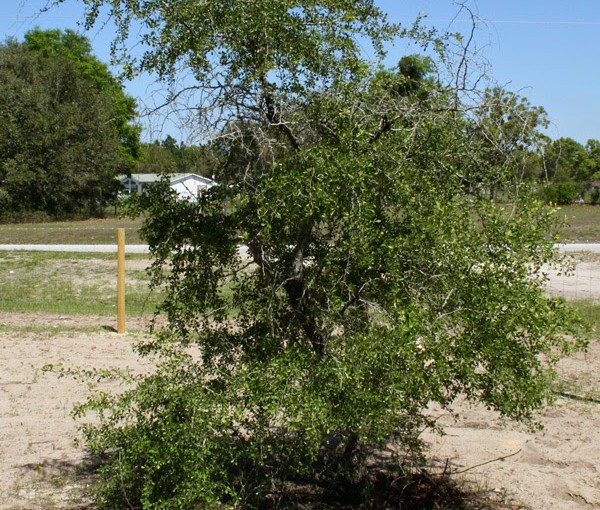 hawthorn tree for grafting