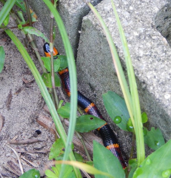 Slithering Death Slithering Death Monsters | The Survival Gardener