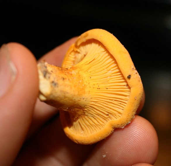 How To Identify Chanterelle Mushrooms The Survival Gardener