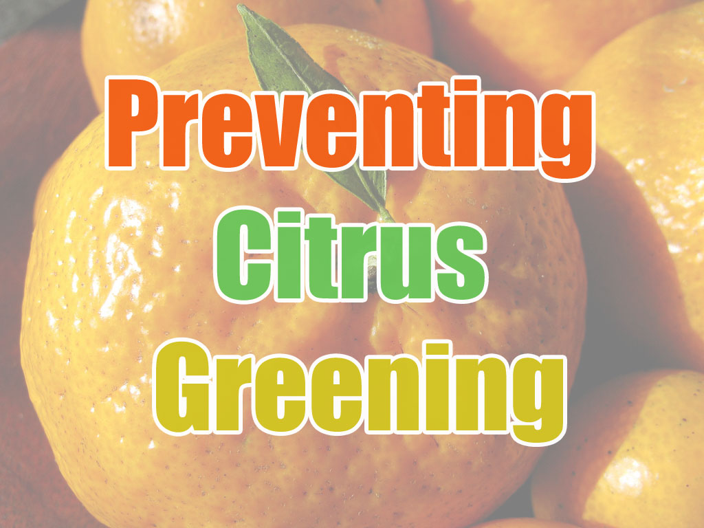 preventing citrus greening