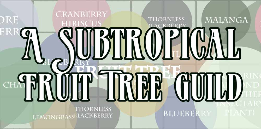 subtropical fruit tree guild