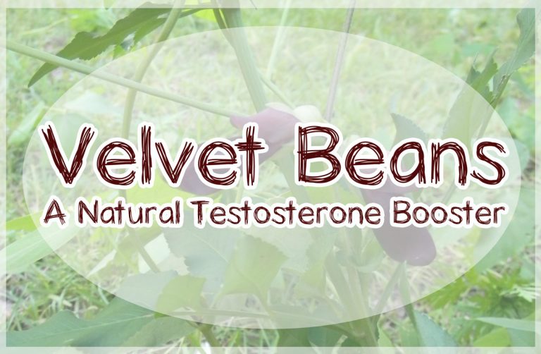 Velvet Beans A Natural Testosterone Booster The Survival Gardener