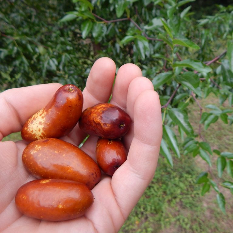 Growing Jujube Trees in Florida The Survival Gardener