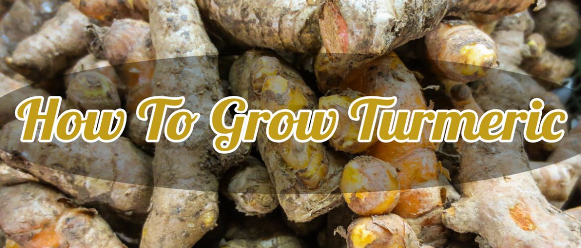 how to grow turmeric image