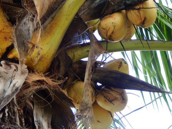 Growing Coconuts Outside the Tropics | The Survival Gardener
