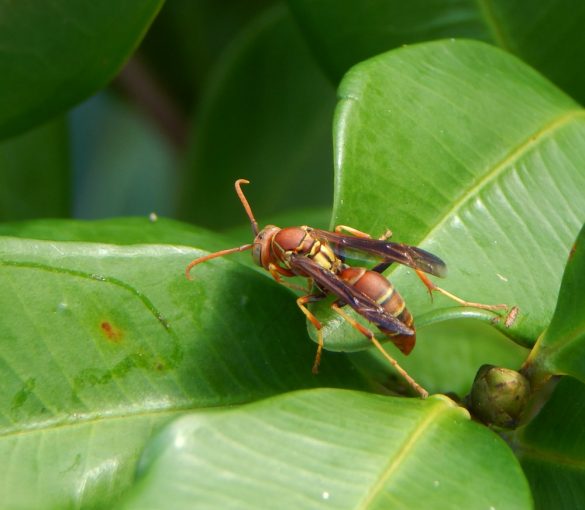 Beautiful Food Forest Photos from South Florida | The Survival Gardener