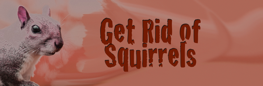 get rid of squirrels
