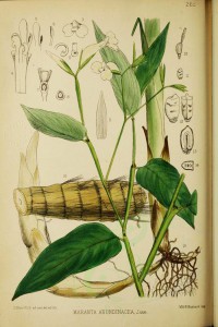 Growing Arrowroot | The Survival Gardener
