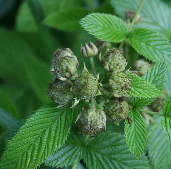 Growing Raspberries and Blackberries in Florida The Survival Gardener