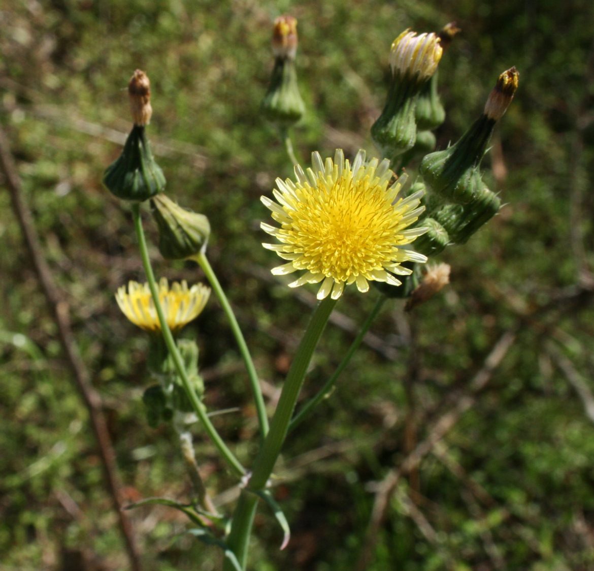 Identifying Plants Easily | The Survival Gardener