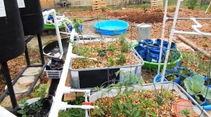 Aquaponics system hot tub The hackaday prize