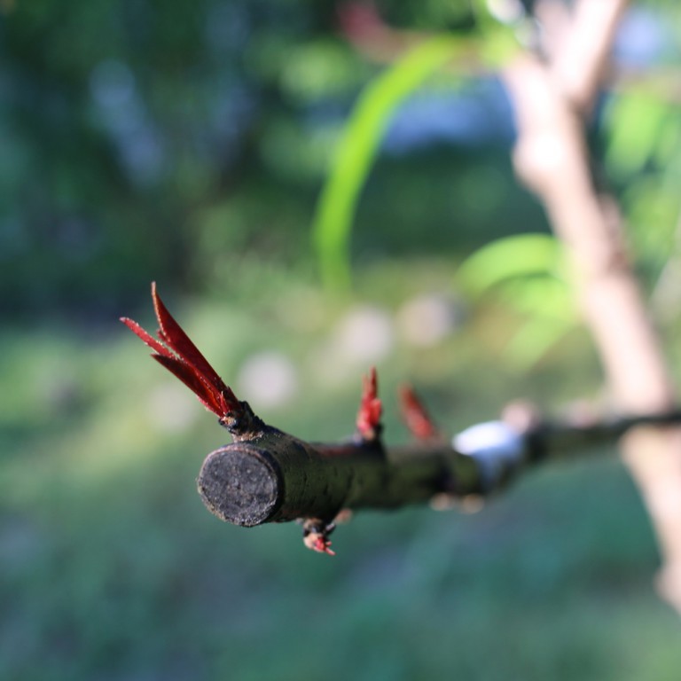 Video of nectarines, peaches and plums grafted onto my Chickasaw plum The Survival Gardener