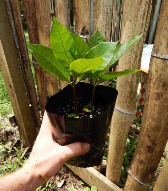 Germinating Cashew Nuts | The Survival Gardener