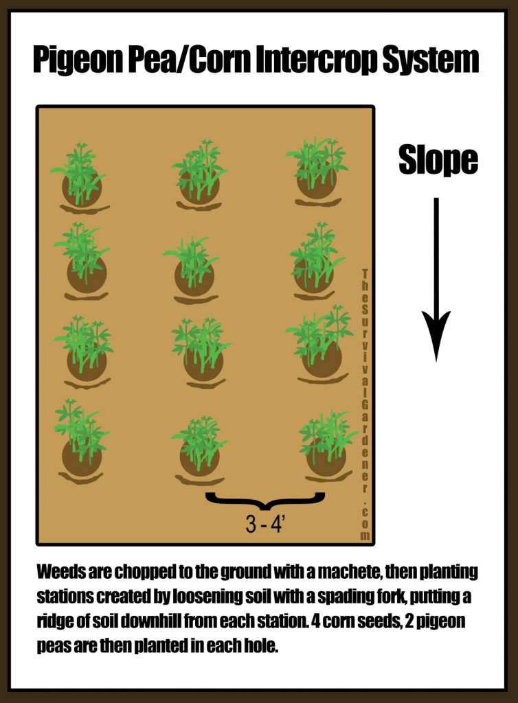 Interplanting Corn and Pigeon Peas On a Slope The Survival Gardener
