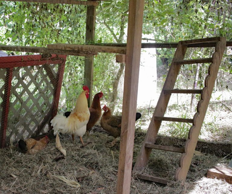 Are Chickens Worth it? Let's Count the Cost! The Survival Gardener