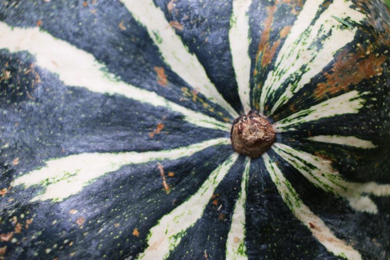 Another Market Pumpkin Find! | The Survival Gardener