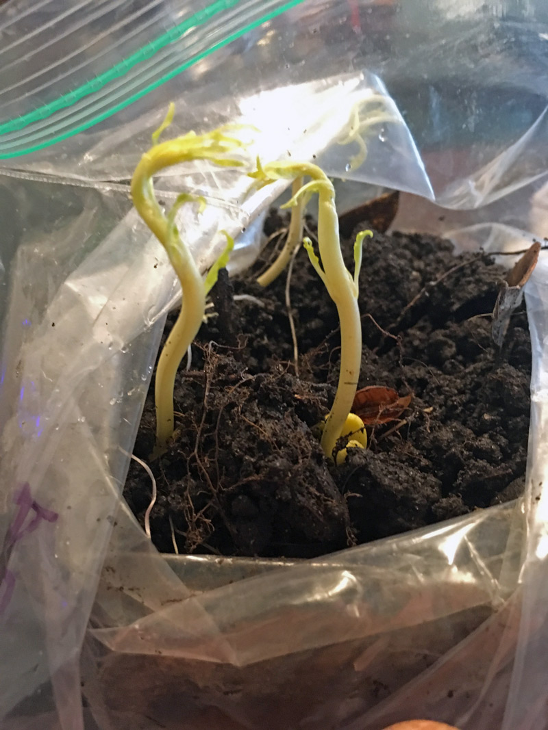 Germinating Peach Pits is Easy: Check Out These Pics | The Survival