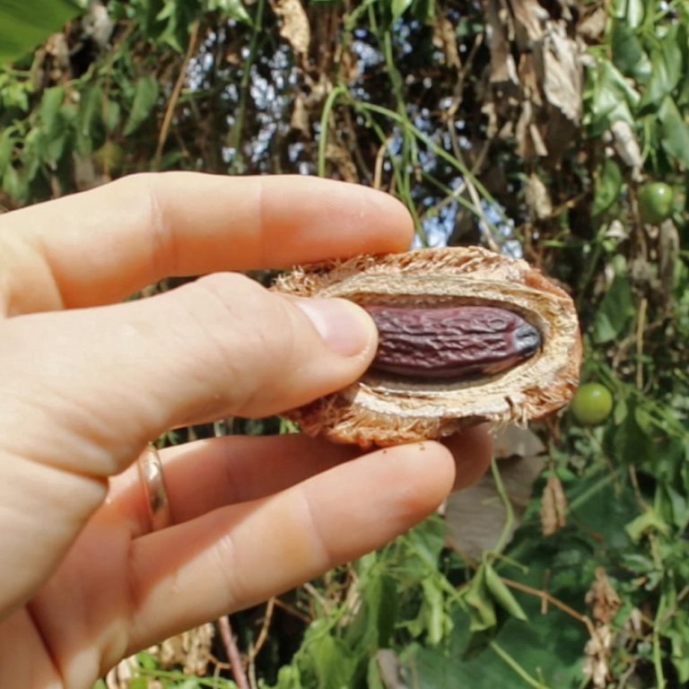 Deliciously Illegal Tonka Beans The Survival Gardener