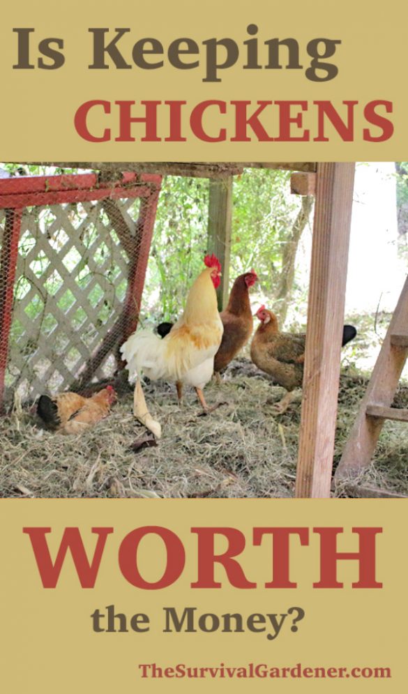 Are Chickens Worth it? Let's Count the Cost! The Survival Gardener