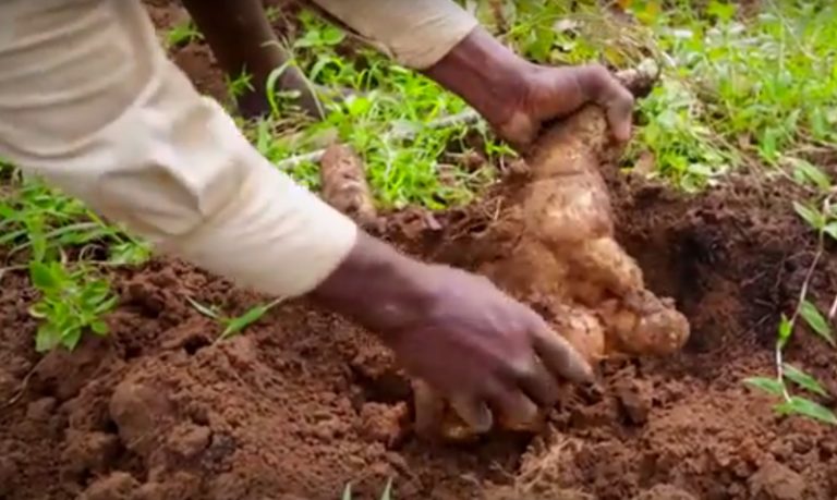 how-to-grow-yams-healthier-steps