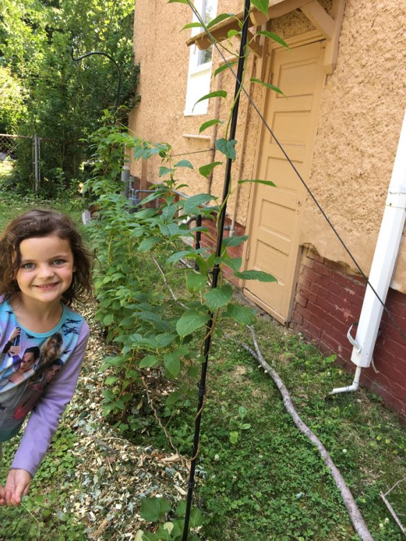 Virginia Gardening Inspiration The Survival Gardener