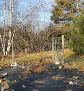 Pruning Mulberry Trees to Keep Them Small | The Survival Gardener