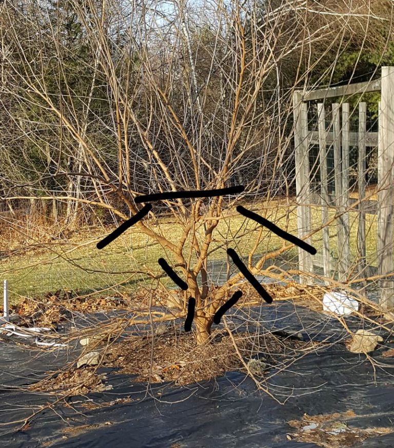 Pruning Mulberry Trees To Keep Them Small The Survival Gardener pruning-mulberry-trees-to-keep-them-small-the-survival-gardener