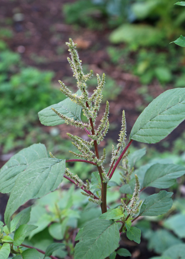 Amaranth Identification and Uses: A Plant Profile | The Survival Gardener